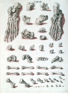 Bones of the foot, from Tabulae Osteologicae by Christoph Jacob Trew engraved by G. Lichtensteger